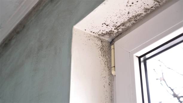 Best Environmental Consulting for Mold Prevention  in Danville, AR