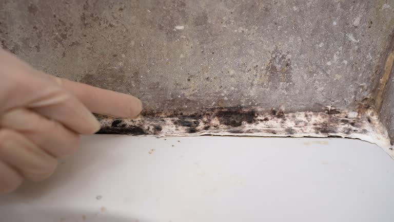 Best Forensic Mold Investigation  in Danville, AR